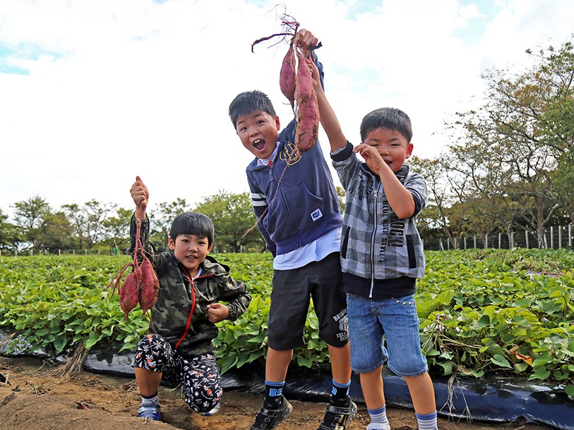 さつまいも堀り
