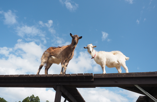 動物たちが癒してくれます