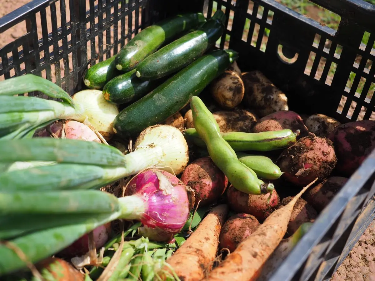 60品目100種類の野菜収穫体験