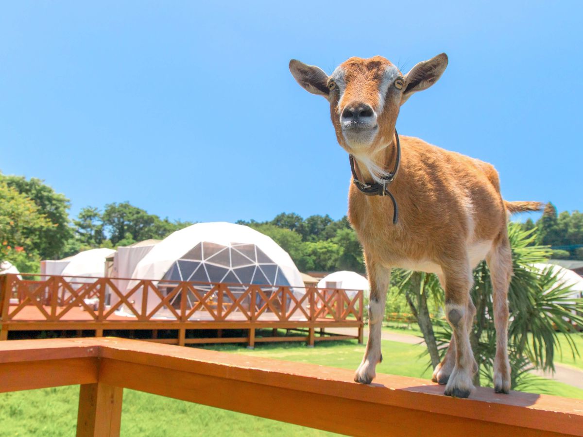 動物たちとの触れ合い