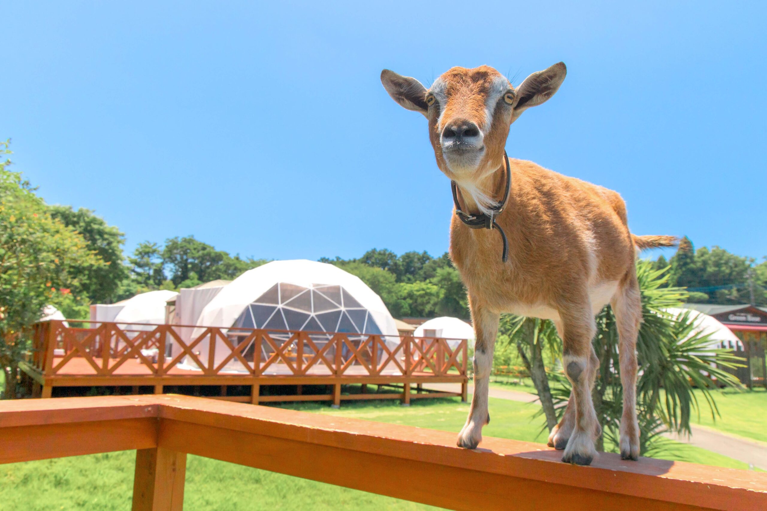 動物たちとの触れ合い