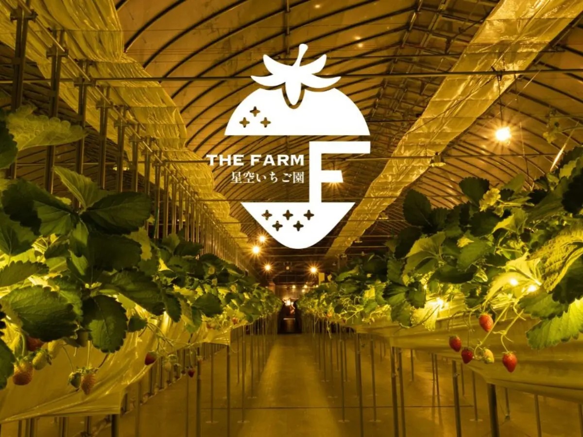 【12月13日】冬の夜を彩る「THE FARM 星空いちご園」がバージョンアップして今年もオープン